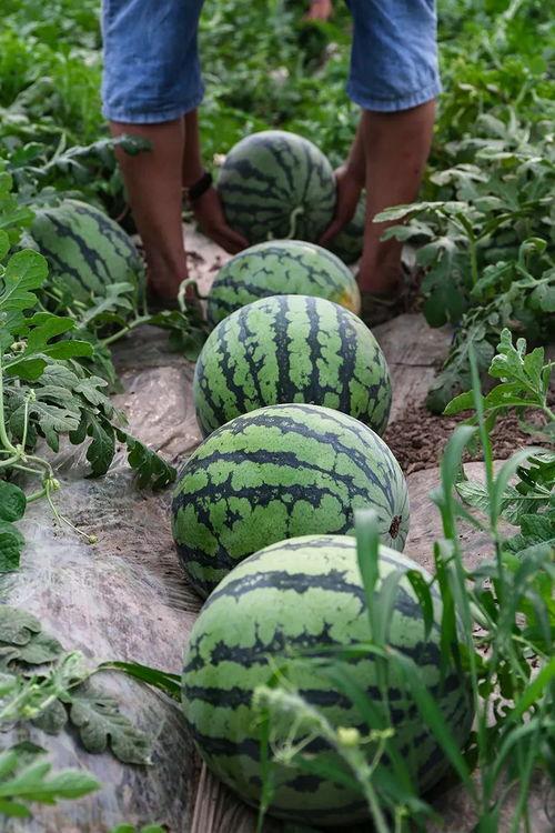 甘肃籍网红吃瓜,揭秘瓜界风云,品味家乡味道 第3张 甘肃籍网红吃瓜,揭秘瓜界风云,品味家乡味道 第3张