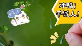 粉红色烈鸟在线观看,浪漫奇遇,在线观看的视觉盛宴 第1张 粉红色烈鸟在线观看,浪漫奇遇,在线观看的视觉盛宴 第1张